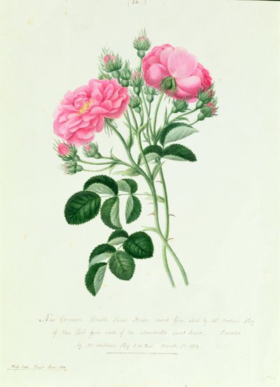 Neue Karmesinrote Doppelte Süßbriar von New York von Pierre Joseph Redouté